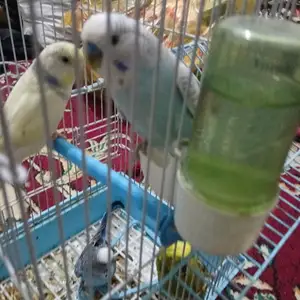 Попугай, Душанбе