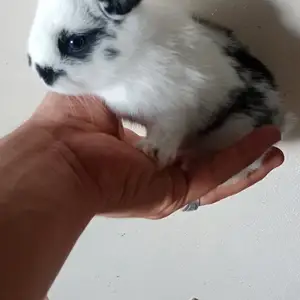 Харгушча, Душанбе