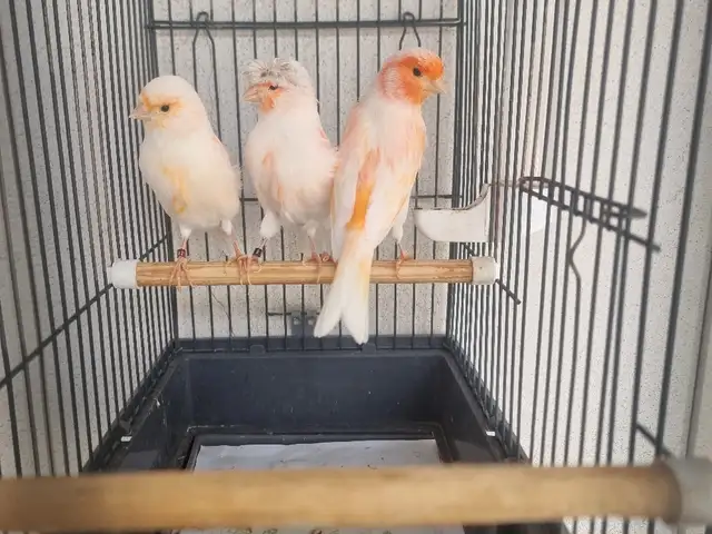 Канарейка, Худжанд