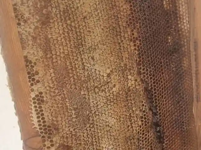 Мёд, Душанбе