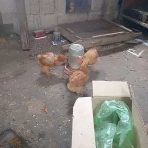 Мурги хонаги, Душанбе