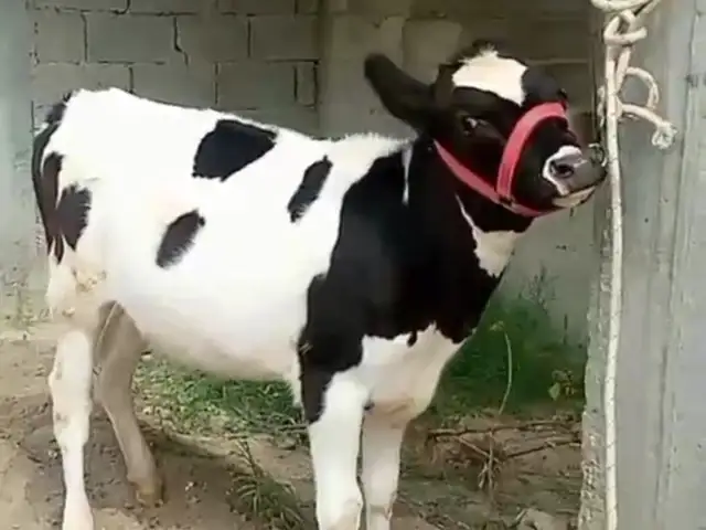 Гуночини Зотии Ало, Ваҳдат