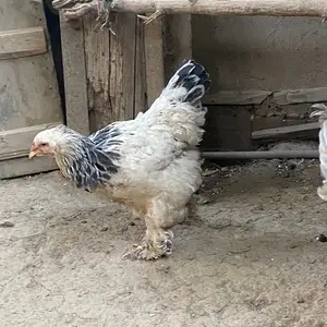 Мурги Брама, Душанбе