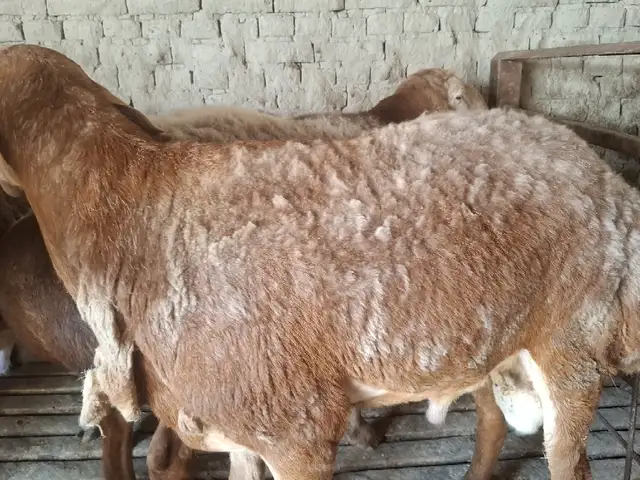 Кушкор, Худжанд