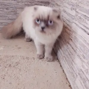 Шотландский вислоухий кот, Душанбе