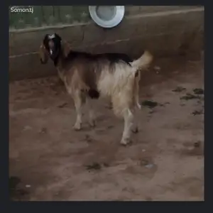 Бузичаи авғони, Восе