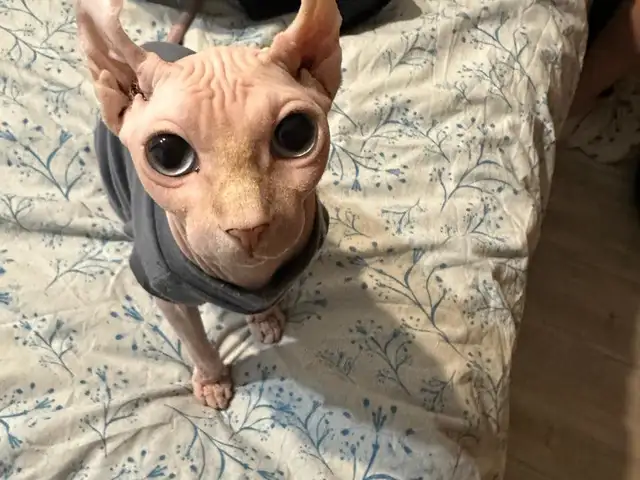 Кошечка Сфинкс Эльф на вязку, Душанбе