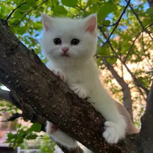 Кошка британской породы, Душанбе