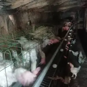 Мургхо, Худжанд