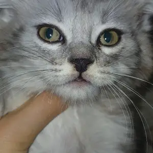 Шотландский вислоухий кот, Душанбе