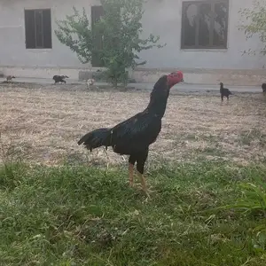 Тухми дакан, Истаравшан