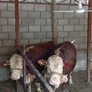 Букахои грейфорд, Худжанд