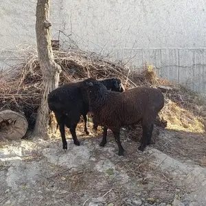 Гусфанд, Худжанд