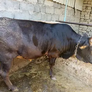 Бука, Турсунзаде