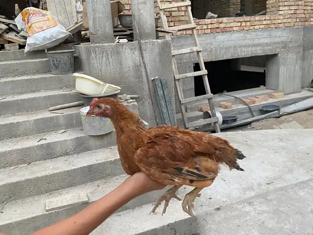 Чуча, Худжанд
