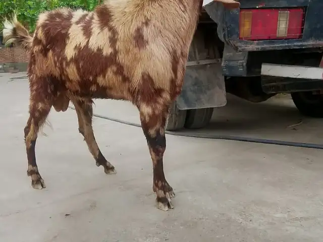 Така, Абдурахмони Джоми