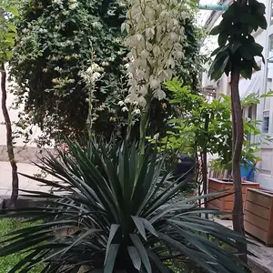 Растение юкка, Худжанд