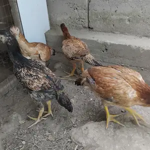 Дакан, Хуросон