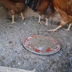 Хурузчучахои ломан, Канибадам
