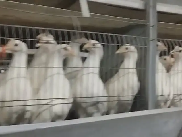 Чуча декалаб уайт, Худжанд
