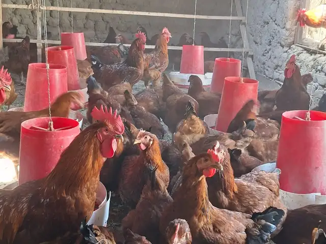 Тухми ломан браун корея, Худжанд