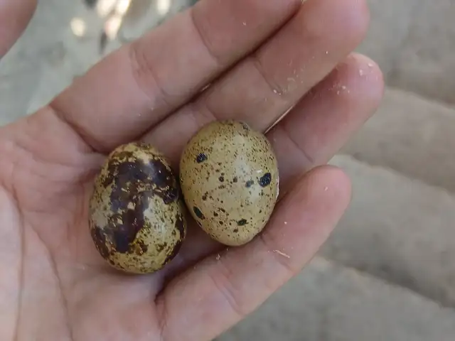 Перепелиные яйца, Хуҷанд
