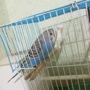Попугай с клеткой, Душанбе