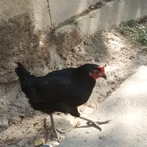 Мург, Душанбе