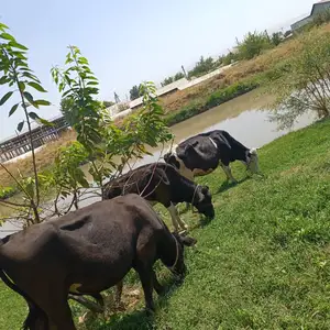 Гов ба Букачааш, Ҳисор