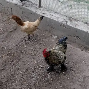 Мург, Худжанд