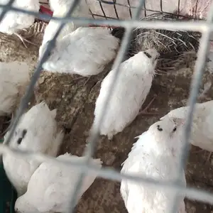 Будана, Шаҳритӯз