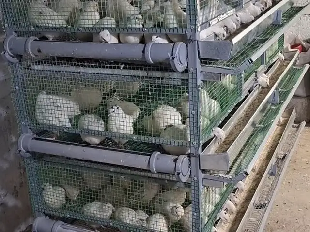 Бедона, Душанбе