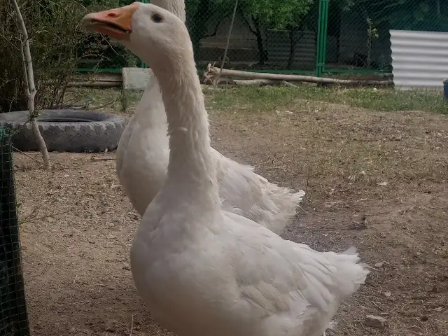 Гози зоти Линда, Худжанд