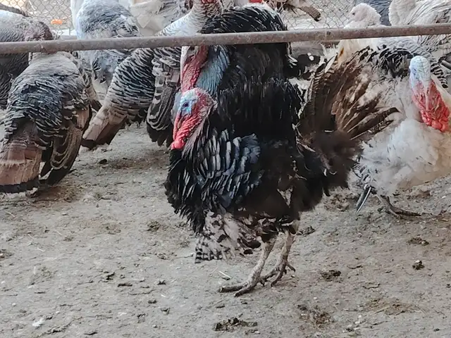 Индюк, Турсунзаде