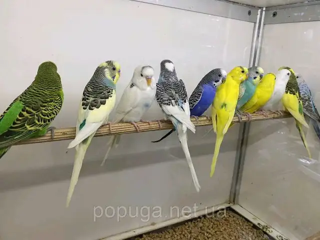 Попугай, Душанбе
