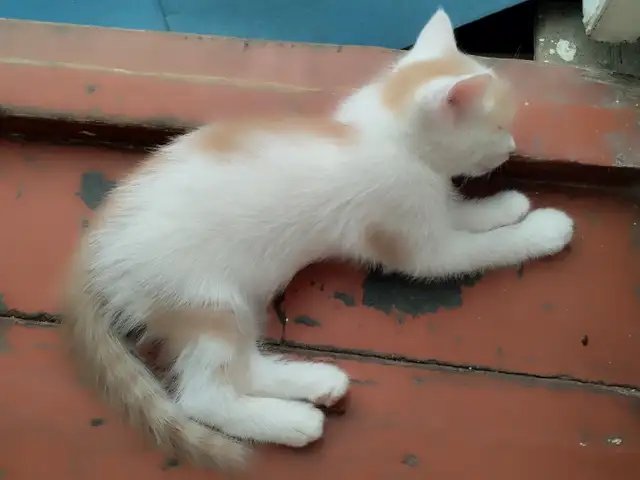 Домашние котята, Худжанд