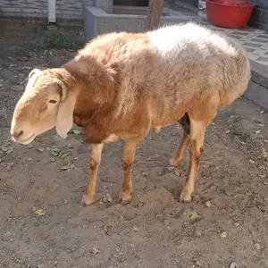 Гусфанд, Худжанд