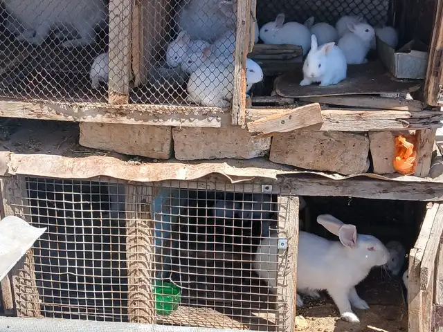 Харгуш, Хуҷанд