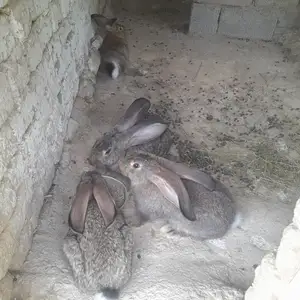 Харгуш, Матча