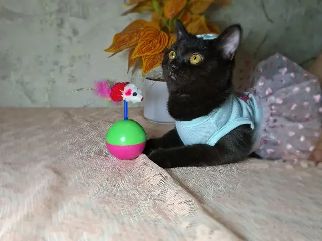 Шотландская прямоухая кошечка, Хуҷанд