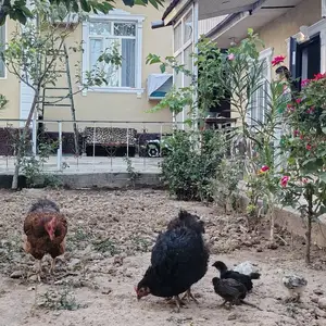 Мурги точики, Душанбе