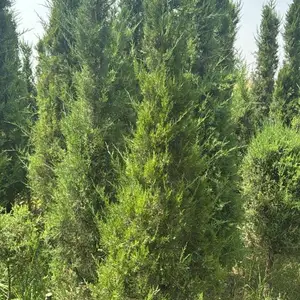 Арча, Душанбе