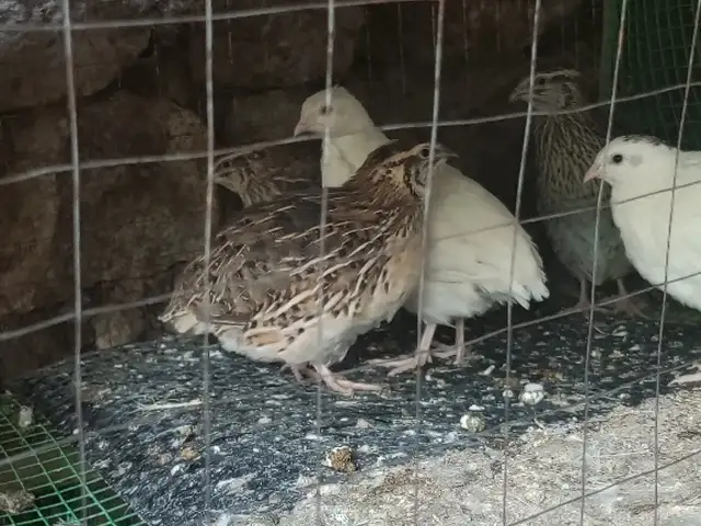Бедона, Панҷакент