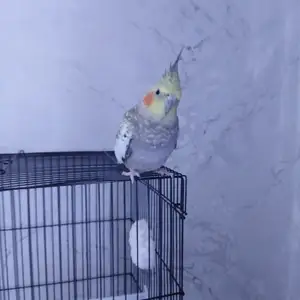 Попугай Корелла, Душанбе