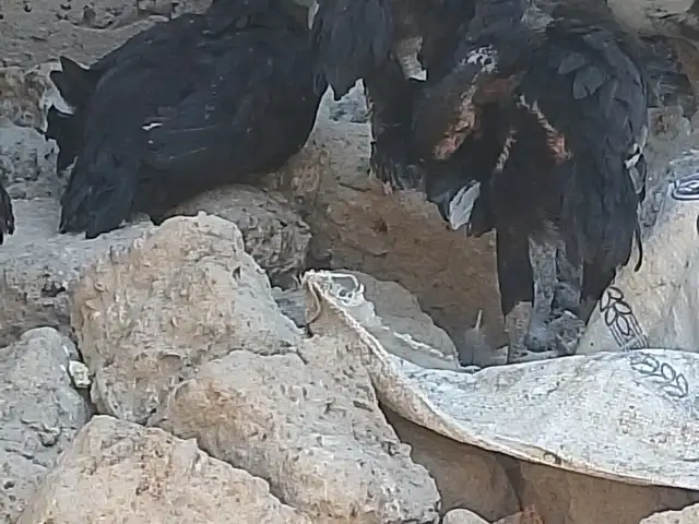 Чучахои даканг, Канибадам