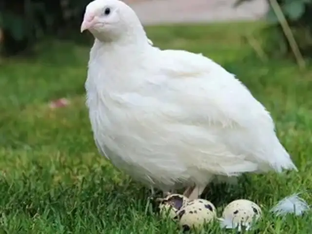 Бедона, Худжанд