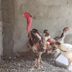 Дакан чуча, Душанбе