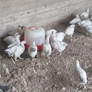 Чуҷаҳои рябушка, Гиссар