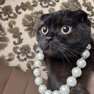 Шотландская вислоухая кошка на вязку, Душанбе