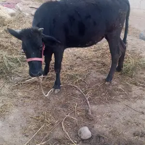 Гуночин, Вахдат
